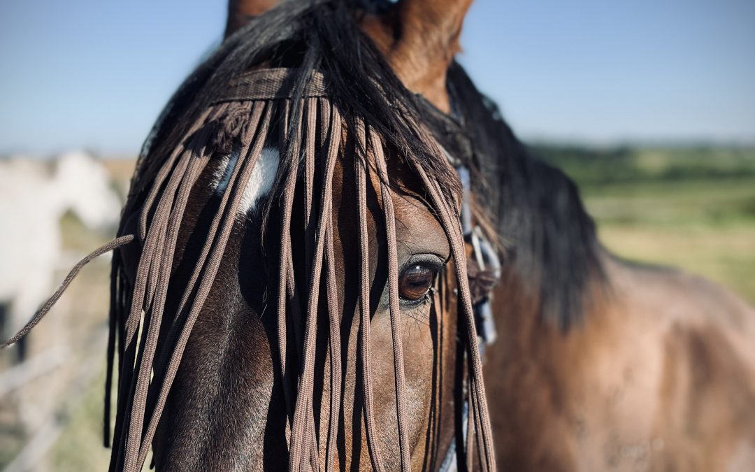 DOCUMENTAIRE l’histoire du centre equestre Eywa