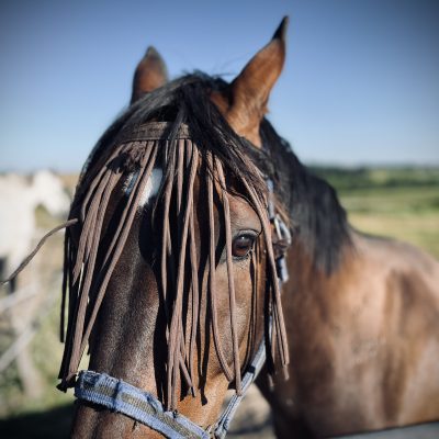 DOCUMENTAIRE l’histoire du centre equestre Eywa